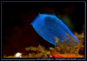 A Bluebell tunicate in the water's of Lembeh Strait... :O... by Michel Lonfat 